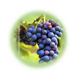 Bild für Kategorie Weinbau