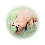 Bild für Kategorie Schweinehaltung